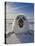 Harp Seal Pup on Ice, Iles De La Madeleine, Canada, Quebec-Keren Su-Premier Image Canvas