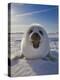 Harp Seal Pup on Ice, Iles De La Madeleine, Canada, Quebec-Keren Su-Premier Image Canvas