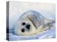 Harp Seal Pup on its Side-John Conrad-Premier Image Canvas