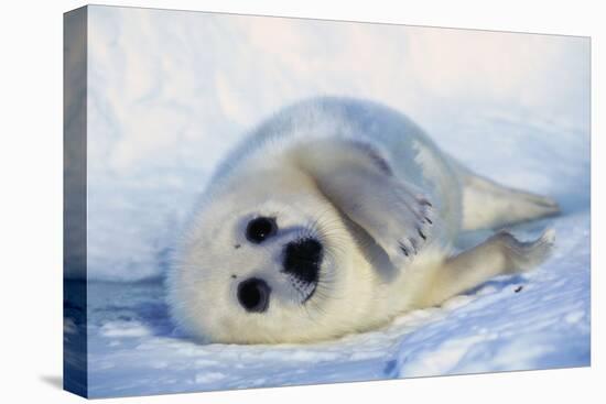 Harp Seal Pup on its Side-John Conrad-Premier Image Canvas