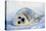 Harp Seal Pup on its Side-John Conrad-Premier Image Canvas