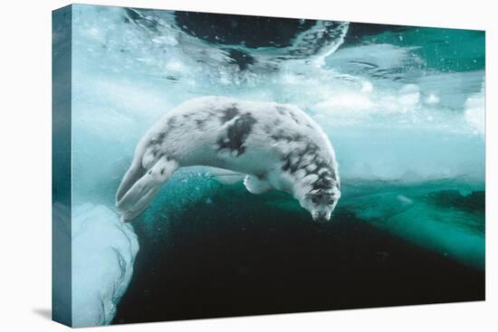 Harp seal pup swimming under sea ice, Canada-Doug Allan-Premier Image Canvas