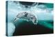 Harp seal pup swimming under sea ice, Canada-Doug Allan-Premier Image Canvas