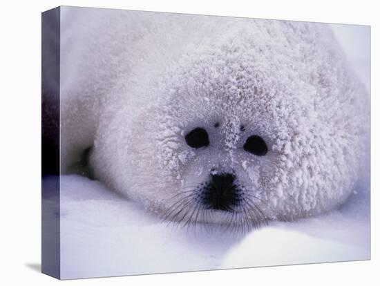 Harp Seal Pup with Snow on Fur-John Conrad-Premier Image Canvas