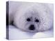 Harp Seal Pup with Snow on Fur-John Conrad-Premier Image Canvas