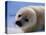 Harp Seal Pup-John Conrad-Premier Image Canvas