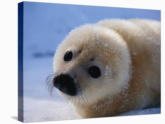 Harp Seal Pup-John Conrad-Premier Image Canvas