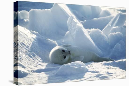 Harp Seal Pup-Doug Allan-Premier Image Canvas