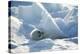 Harp Seal Pup-Doug Allan-Premier Image Canvas