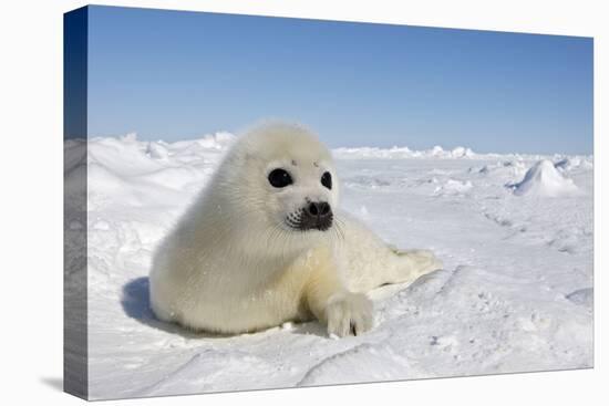 Harp Seal Pup-null-Premier Image Canvas