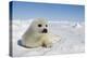 Harp Seal Pup-null-Premier Image Canvas