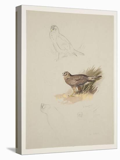 Harrier, C.1915 (W/C & Bodycolour over Pencil on Paper)-Archibald Thorburn-Premier Image Canvas