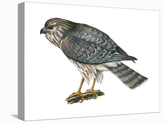 Harrier (Circus Cyaneus), Marsh Hawk, Birds-Encyclopaedia Britannica-Stretched Canvas