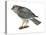 Harrier (Circus Cyaneus), Marsh Hawk, Birds-Encyclopaedia Britannica-Stretched Canvas