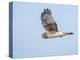 Harrier hawk looking for a meal.-Michael Scheufler-Premier Image Canvas