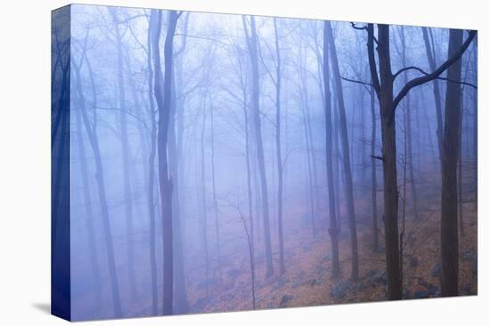 Harriman Woods VI-James McLoughlin-Premier Image Canvas