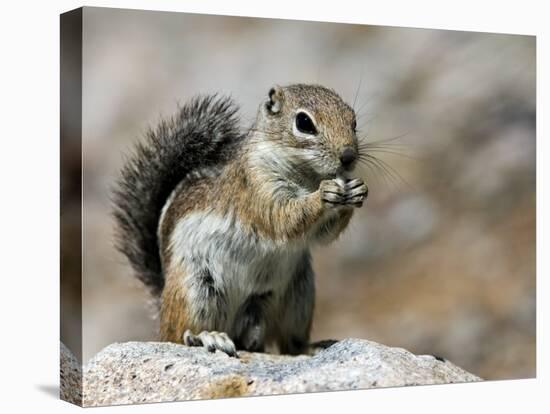 Harris Antelope Squirrel Feeding on Seed. Organ Pipe Cactus National Monument, Arizona, USA-Philippe Clement-Premier Image Canvas