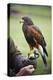 Harris Hawk Bird of Prey during Falconry Display-Veneratio-Premier Image Canvas