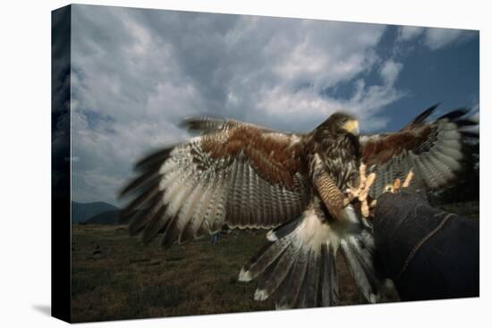 Harris' Hawk Lands on Falconer's Glove-W^ Perry Conway-Premier Image Canvas