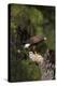 Harris Hawk (Parabuteo Unicinctus), Bearizona Wildlife Park, Williams, Arizona, USA-Peter Barritt-Premier Image Canvas