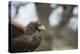 Harris Hawk (Parabuteo Unicinctus), Raptor, Herefordshire, England, United Kingdom-Janette Hill-Premier Image Canvas