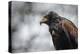 Harris Hawk, United Kingdom, Europe-Janette Hill-Premier Image Canvas