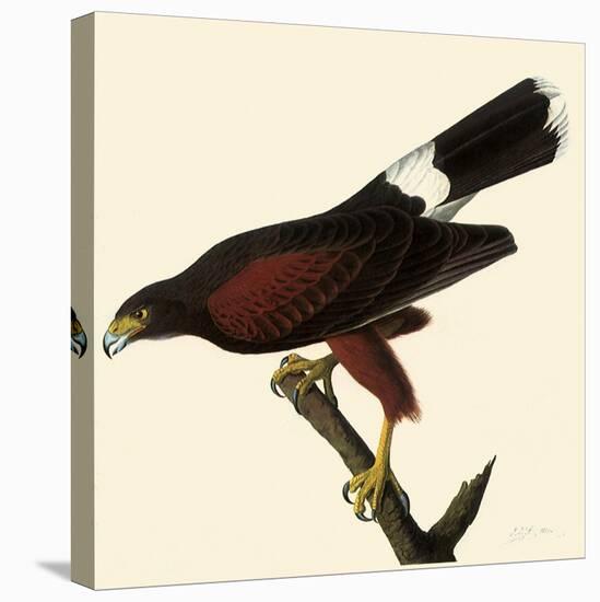 Harris' Hawk-John James Audubon-Premier Image Canvas