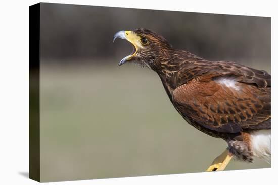 Harris's Hawk, Parabuteo Unicinctus, calling.,-Larry Ditto-Premier Image Canvas