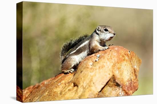 Harriss Antelope Squirrel Is a Rodent Found in Arizona and New Mexico-Richard Wright-Premier Image Canvas