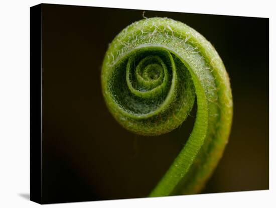 Hart's Tongue Fern (Phyllitis scolopendrium), County Clare, Munster, Republic of Ireland, Europe-Carsten Krieger-Premier Image Canvas