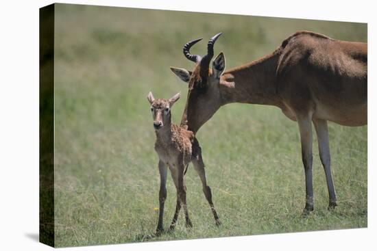 Hartebeest Nuzzling a Newborn-DLILLC-Premier Image Canvas