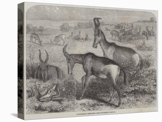 Hartebeeste Antelopes-Friedrich Wilhelm Keyl-Premier Image Canvas