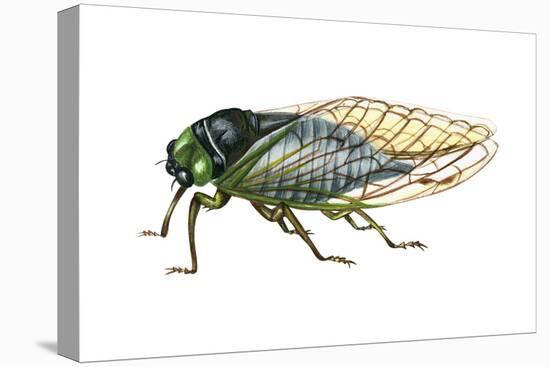 Harvest Fly (Tibicen Linnei), Insects-Encyclopaedia Britannica-Stretched Canvas