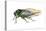 Harvest Fly (Tibicen Linnei), Insects-Encyclopaedia Britannica-Stretched Canvas