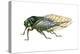 Harvest Fly (Tibicen Linnei), Insects-Encyclopaedia Britannica-Stretched Canvas