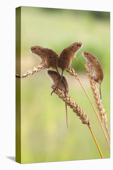 Harvest Mice (Micromys Minutus), Captive, UK, June-Ann & Steve Toon-Premier Image Canvas