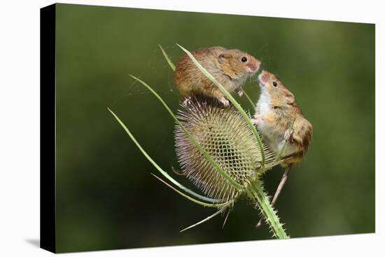 Harvest Mice (Micromys Minutus) on Teasel Seed Head. Dorset, UK, August. Captive-Colin Varndell-Premier Image Canvas