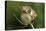 Harvest Mice (Micromys Minutus) on Teasel Seed Head. Dorset, UK, August. Captive-Colin Varndell-Premier Image Canvas