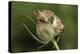 Harvest Mice (Micromys Minutus) on Teasel Seed Head. Dorset, UK, August. Captive-Colin Varndell-Premier Image Canvas