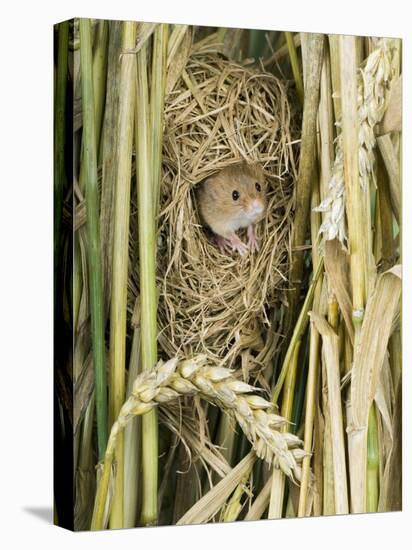 Harvest Mouse Adult Emerging from Breeding Nest in Corn, UK-Andy Sands-Premier Image Canvas