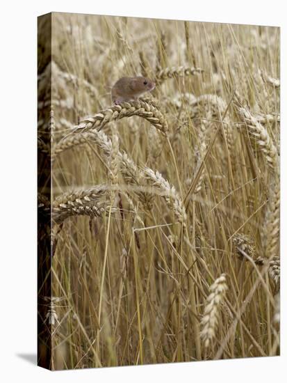 Harvest mouse climbing among wheat, Hertfordshire, England, UK, August-Andy Sands-Premier Image Canvas