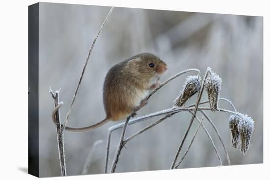 Harvest mouse climbing on frosty seedhead, Hertfordshire, England, UK-Andy Sands-Premier Image Canvas