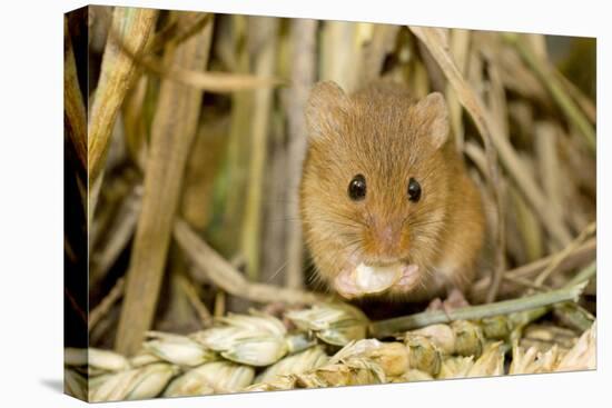 Harvest Mouse Eating Wheat Seed-null-Premier Image Canvas