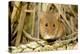 Harvest Mouse Eating Wheat Seed-null-Premier Image Canvas