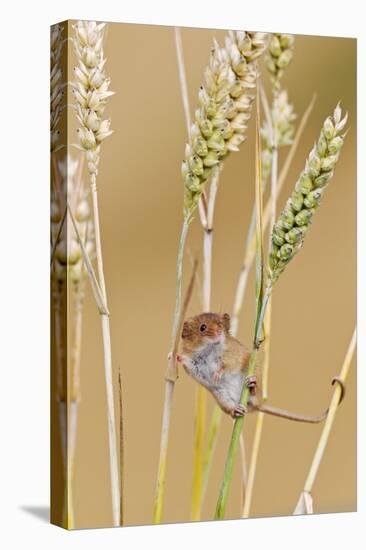Harvest Mouse in Wheat-null-Premier Image Canvas