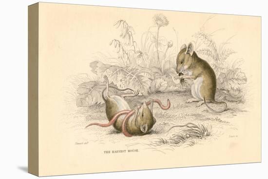 Harvest Mouse (Micromys Minutu) of the Old World, 1828-null-Premier Image Canvas