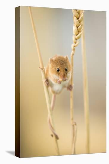 Harvest Mouse (Micromys Minutus) On Wheat Stem Feeding, Devon, UK, July. Captive-Ross Hoddinott-Premier Image Canvas