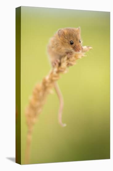 Harvest mouse on wheat stem, Devon, UK-Ross Hoddinott-Premier Image Canvas