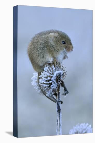 Harvest mouse sitting on frosty seedhead, Hertfordshire, England, UK, January-Andy Sands-Premier Image Canvas