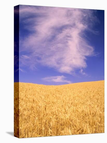 Harvest Time Wheat Crop, Palouse, Washington, USA-Terry Eggers-Premier Image Canvas